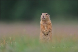 <p>SYSEL OBECNÝ (Spermophilus citellus)</p>